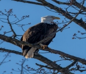 2023 02 11 RedwingEagles 015